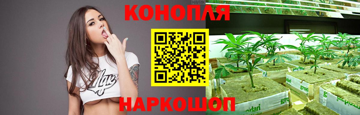 Конопля сатива Торжок